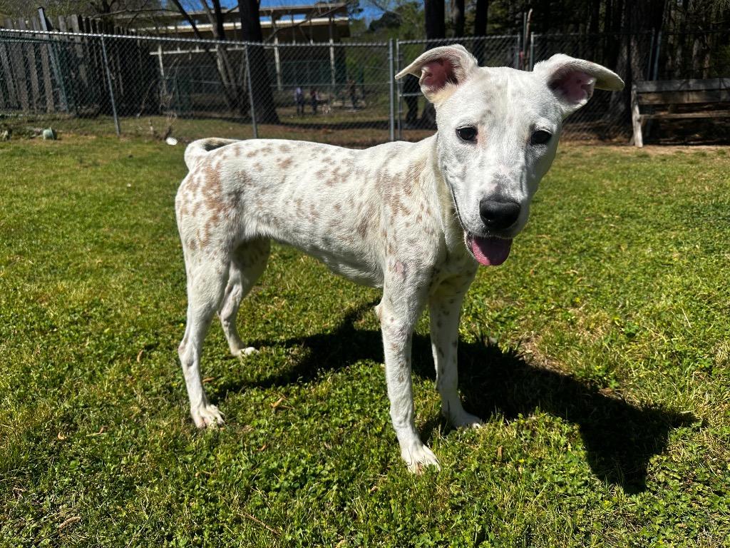 Gloria, Adoptable, Young Female Shepherd & Dalmatian.