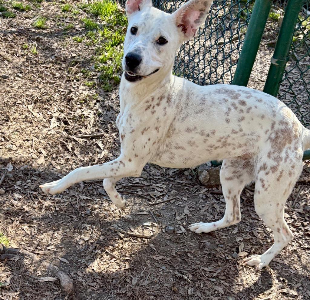 Enlarge Gloria, a Adoptable mixed breed in Little Rock, AR image 3/5