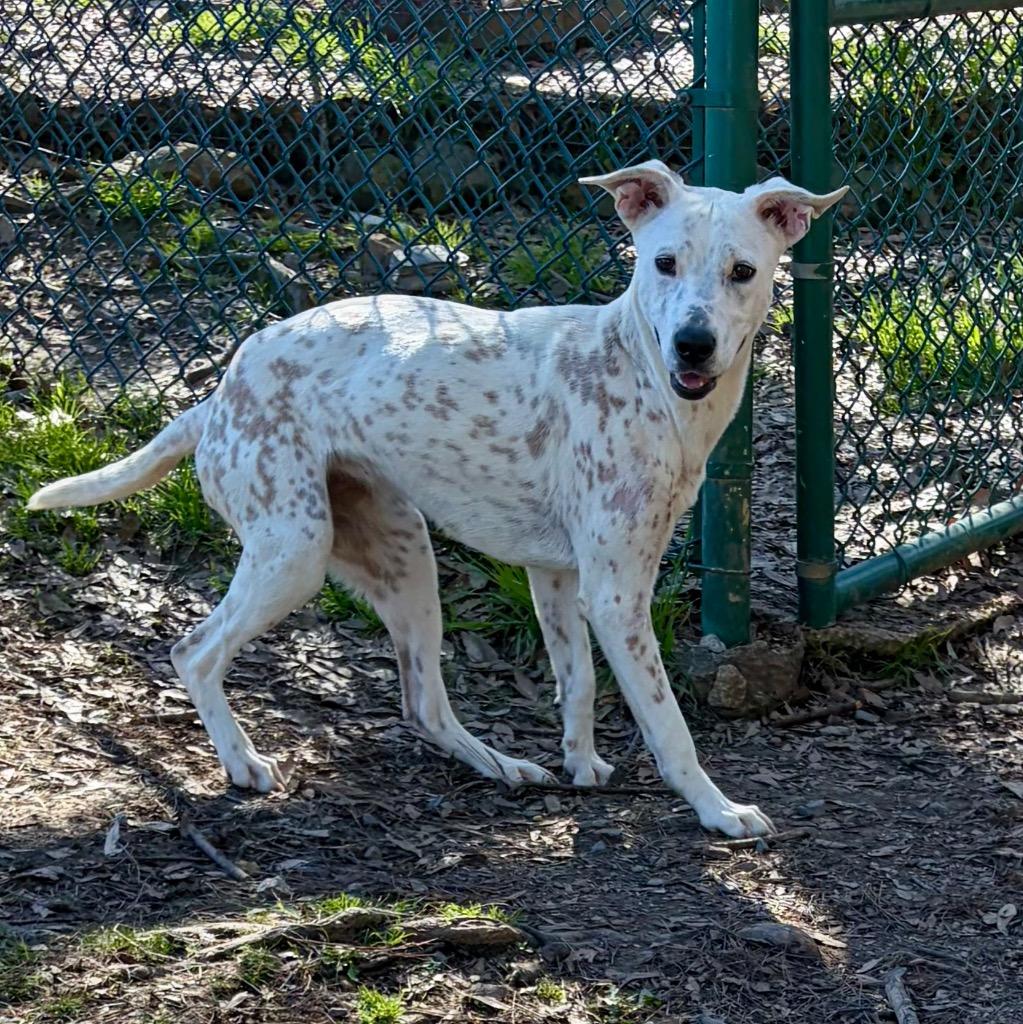 Enlarge Gloria, a Adoptable mixed breed in Little Rock, AR image 4/5