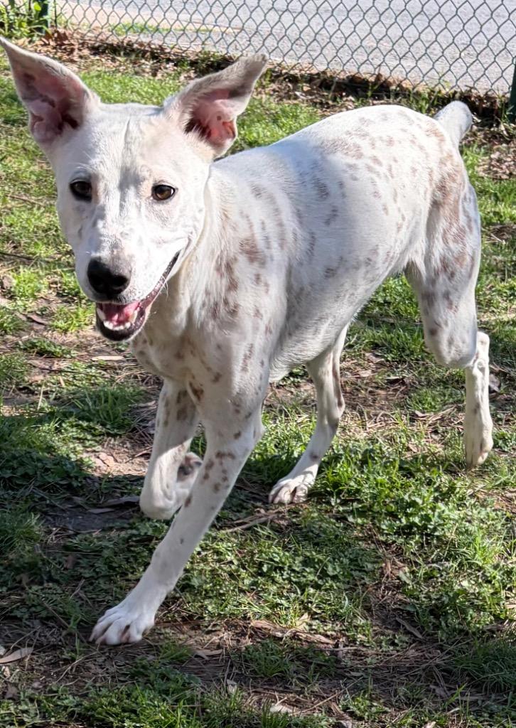 Enlarge Gloria, a Adoptable mixed breed in Little Rock, AR image 5/5