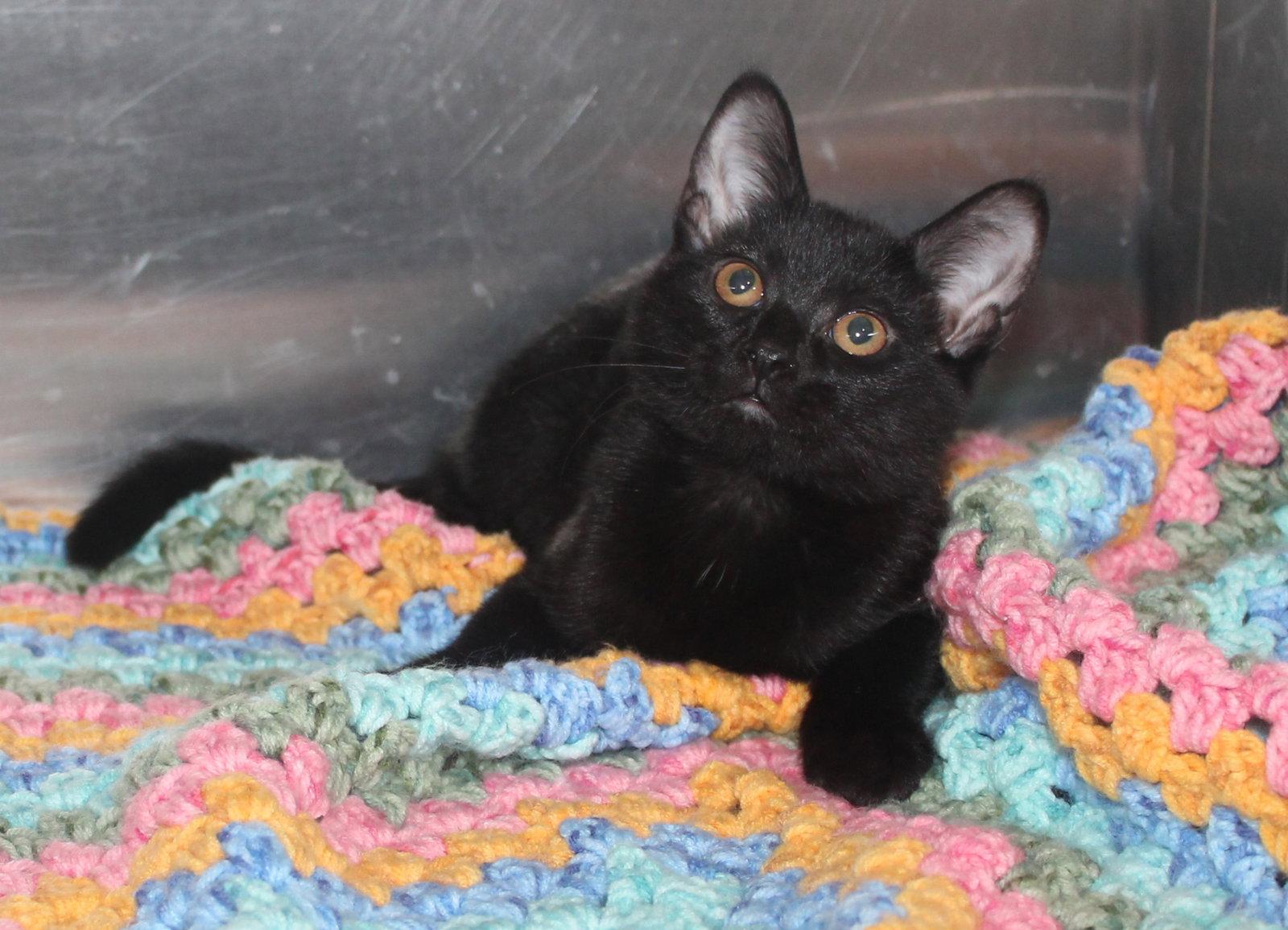 Enlarge Shadow - 43453, a Adoptable Domestic Short Hair in Prattville, AL image 2/2