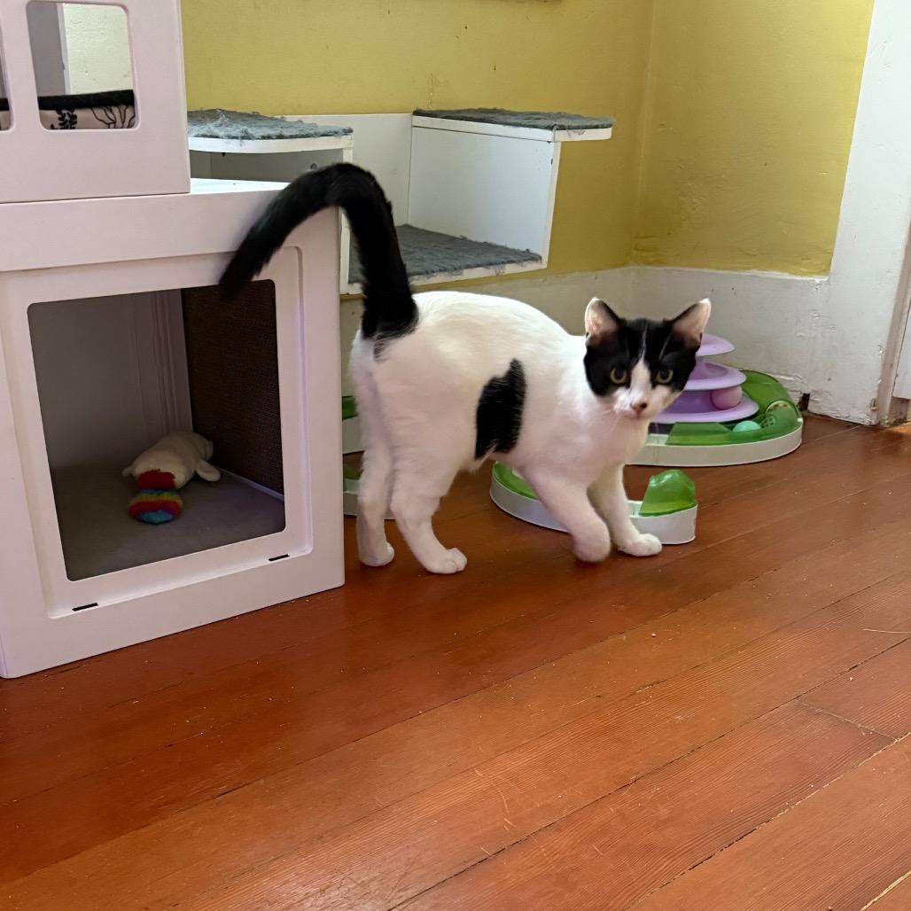 Riverside, Adoptable, Young Male Domestic Short Hair.