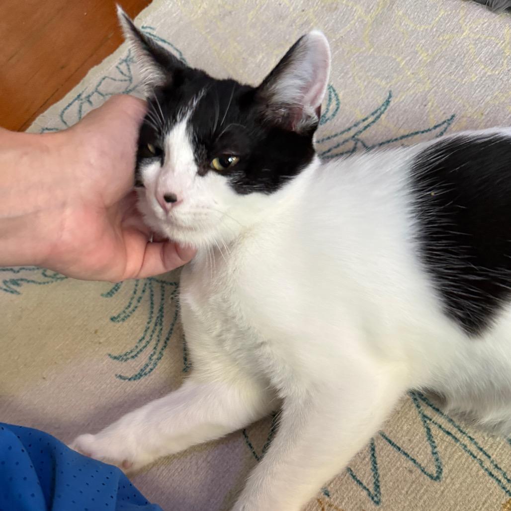 Riverside, a Adoptable Domestic Short Hair in Long Beach, CA image 2/6