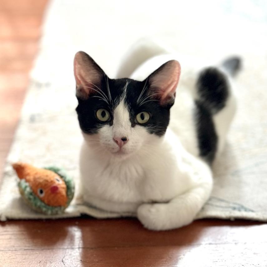 Riverside, a Adoptable Domestic Short Hair in Long Beach, CA image 3/6