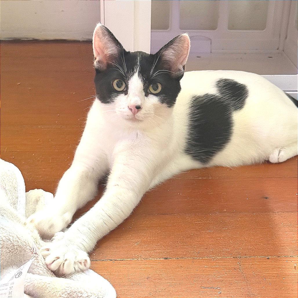 Enlarge Riverside, a Adoptable Domestic Short Hair in Long Beach, CA image 4/6