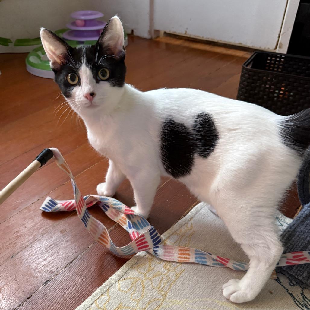 Riverside, a Adoptable Domestic Short Hair in Long Beach, CA image 4/6