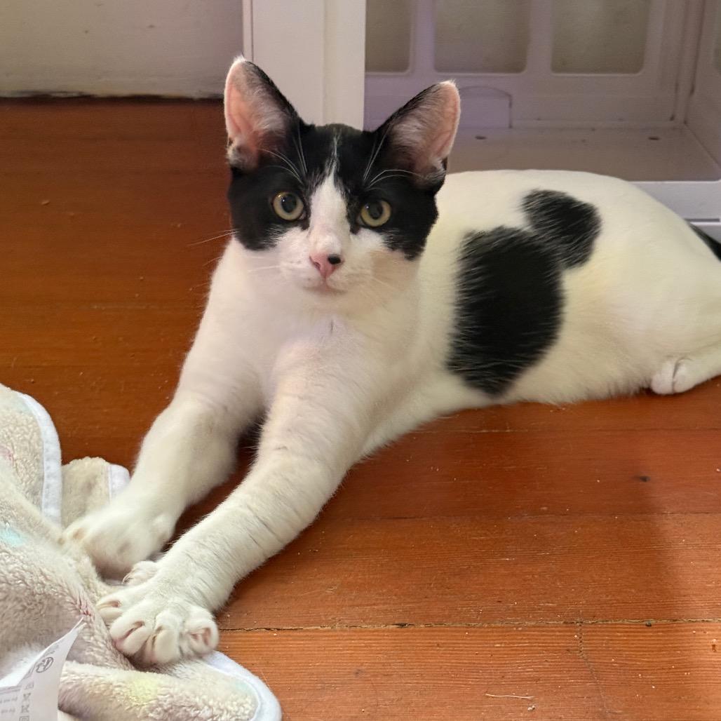 Riverside, a Adoptable Domestic Short Hair in Long Beach, CA image 6/6