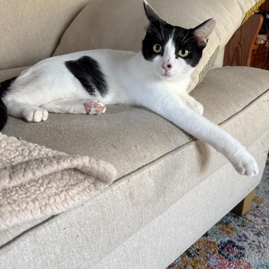 Enlarge Riverside, a Adoptable Domestic Short Hair in Long Beach, CA image 6/6