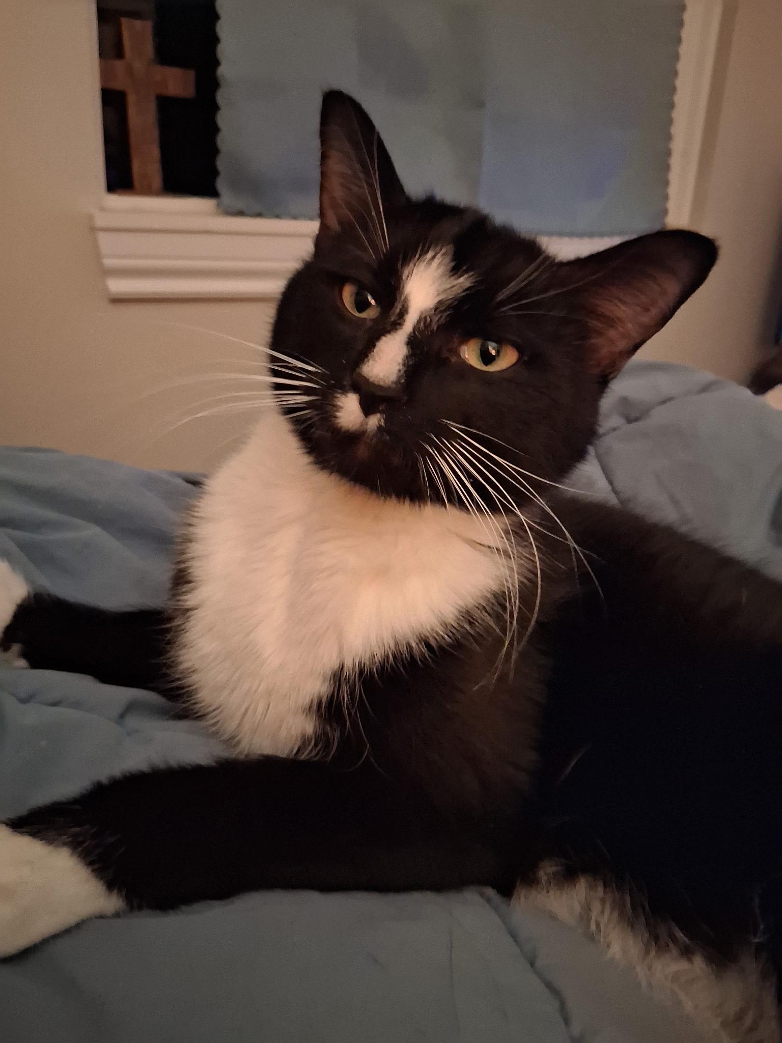 Enlarge Pinto, a ADOPTABLE Domestic Short Hair in South Lyon, MI image 2/3