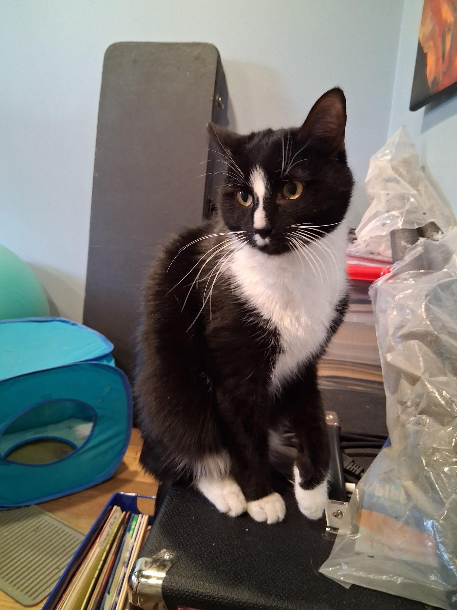 Enlarge Pinto, a ADOPTABLE Domestic Short Hair in South Lyon, MI image 1/3