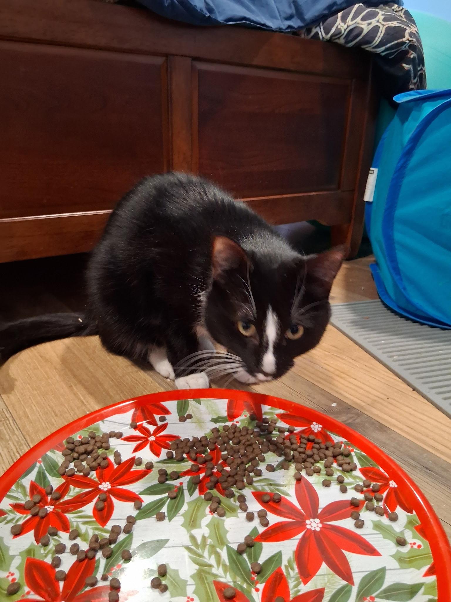 Enlarge Pinto, a ADOPTABLE Domestic Short Hair in South Lyon, MI image 3/3