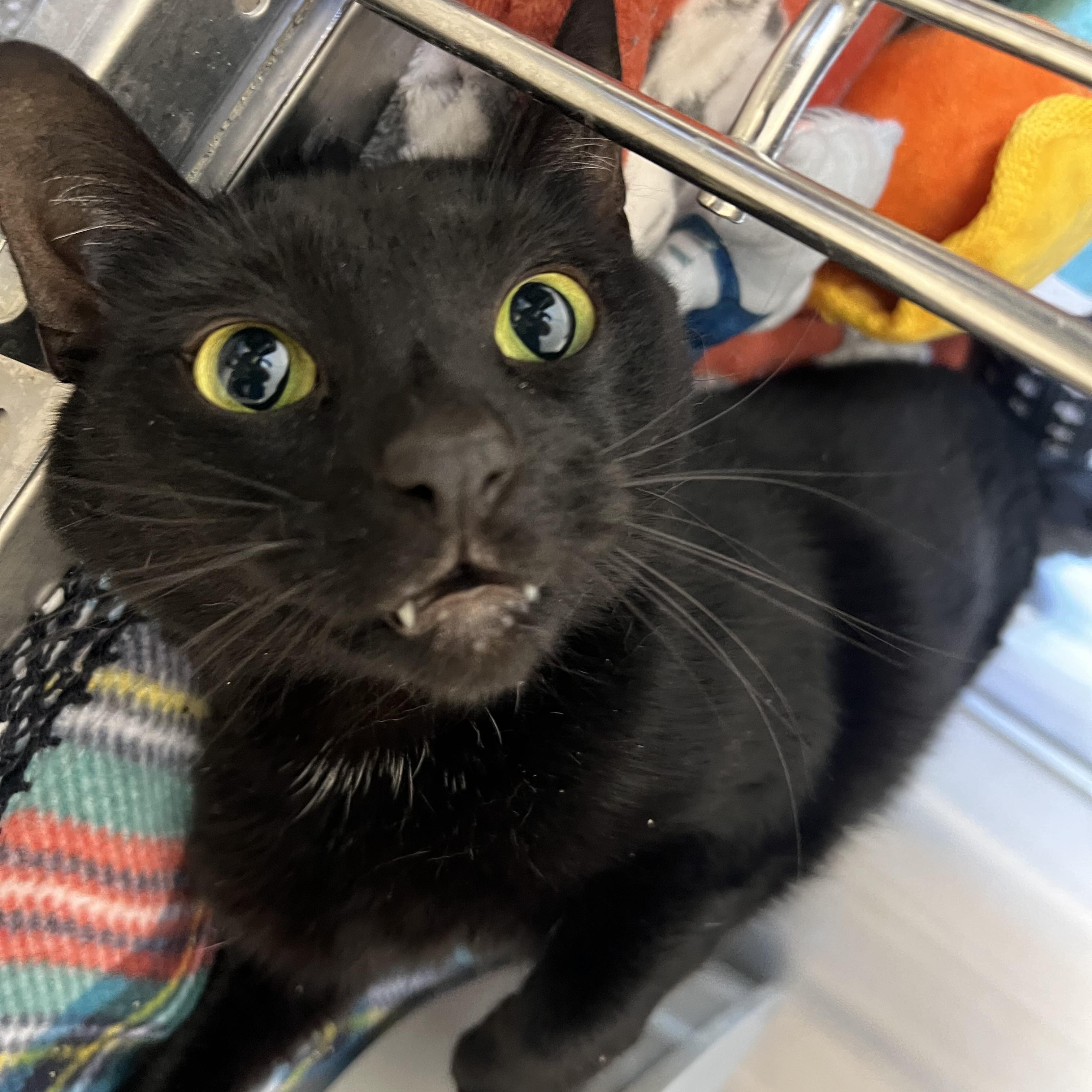 Bonkers, Adult Male Domestic Short Hair