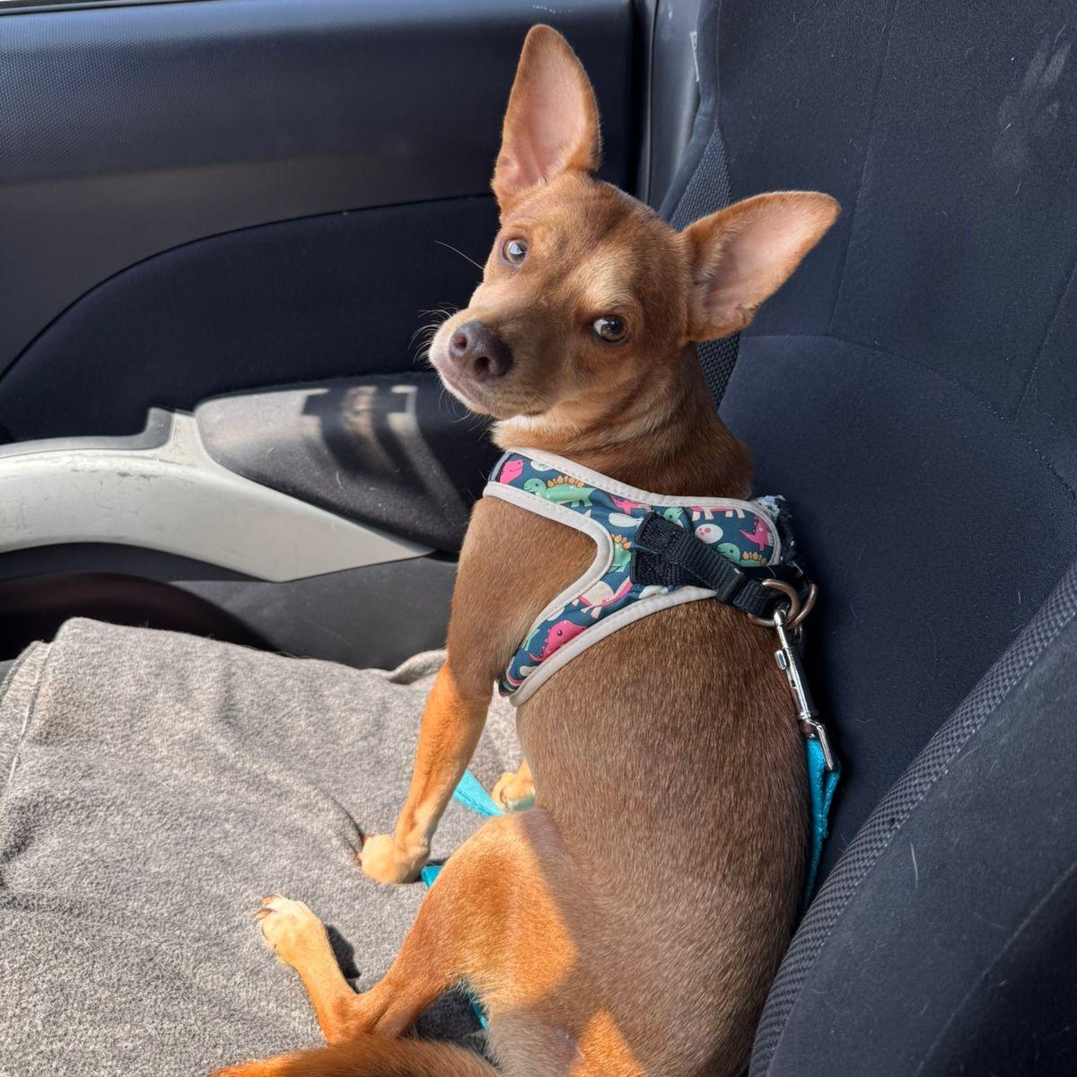 Finley, an adopted mixed breed in Airdrie, AB image 1/6