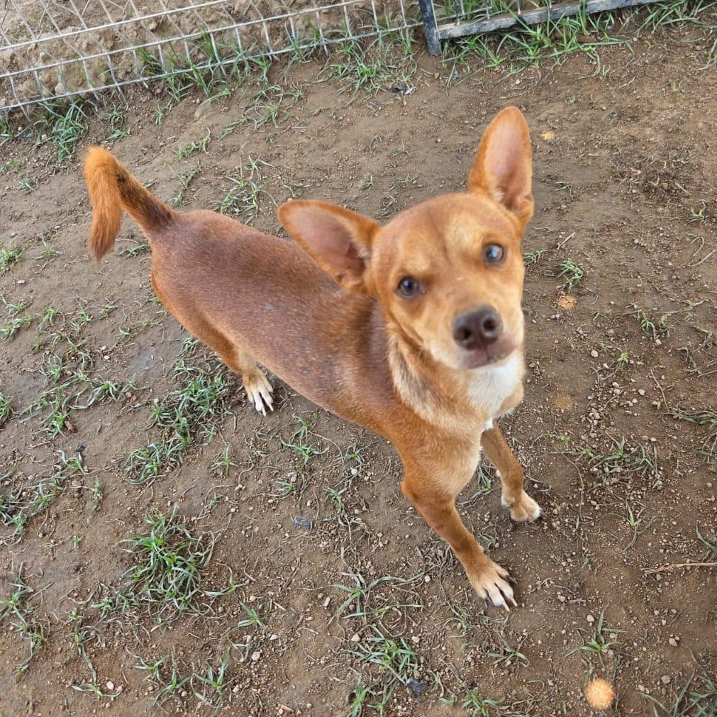 Finley, an adopted mixed breed in Airdrie, AB image 4/6