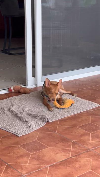 Enlarge Finley, an adopted mixed breed in Airdrie, AB video 6/6