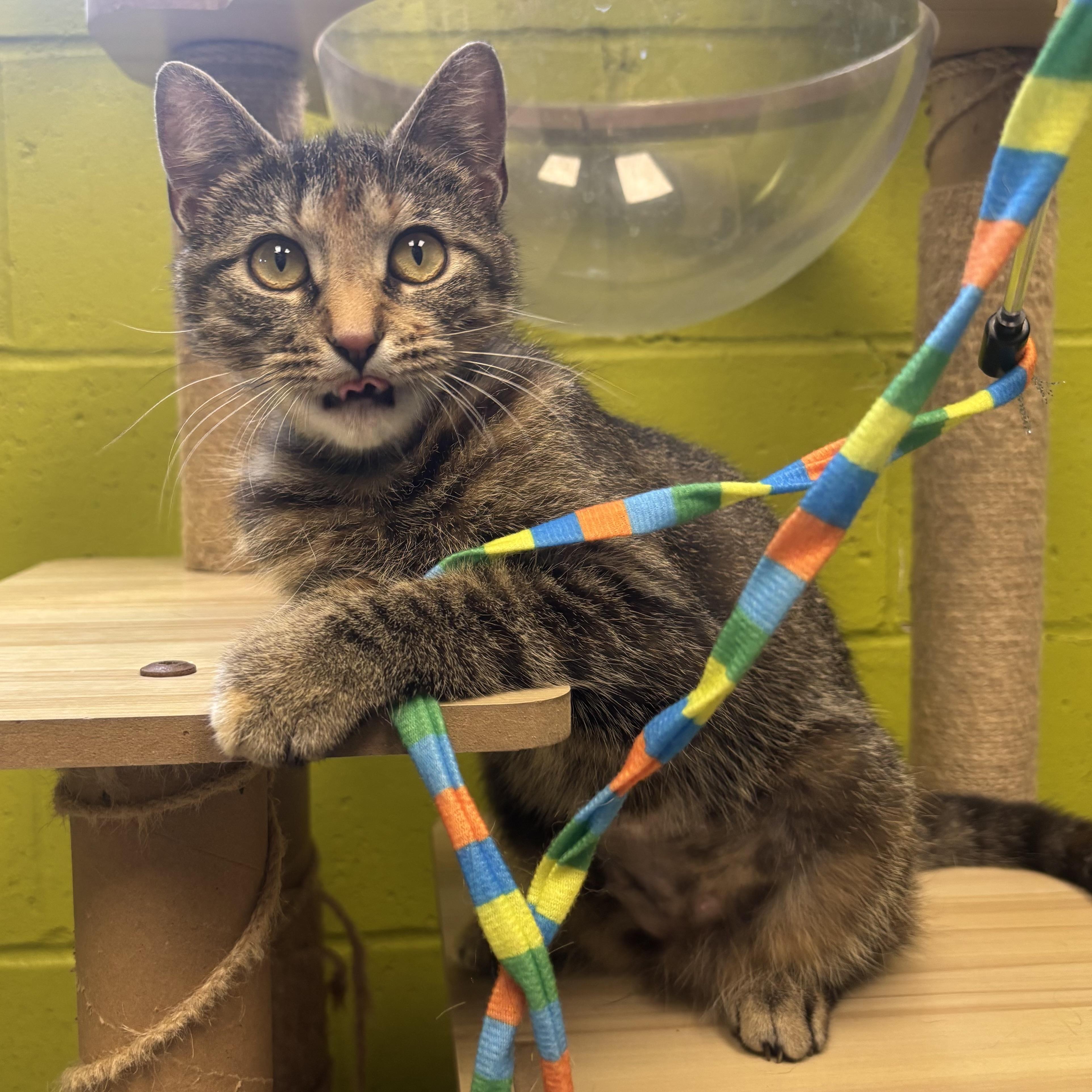 Enlarge May, a ADOPTABLE Tortoiseshell in Waynesburg, PA image 3/6