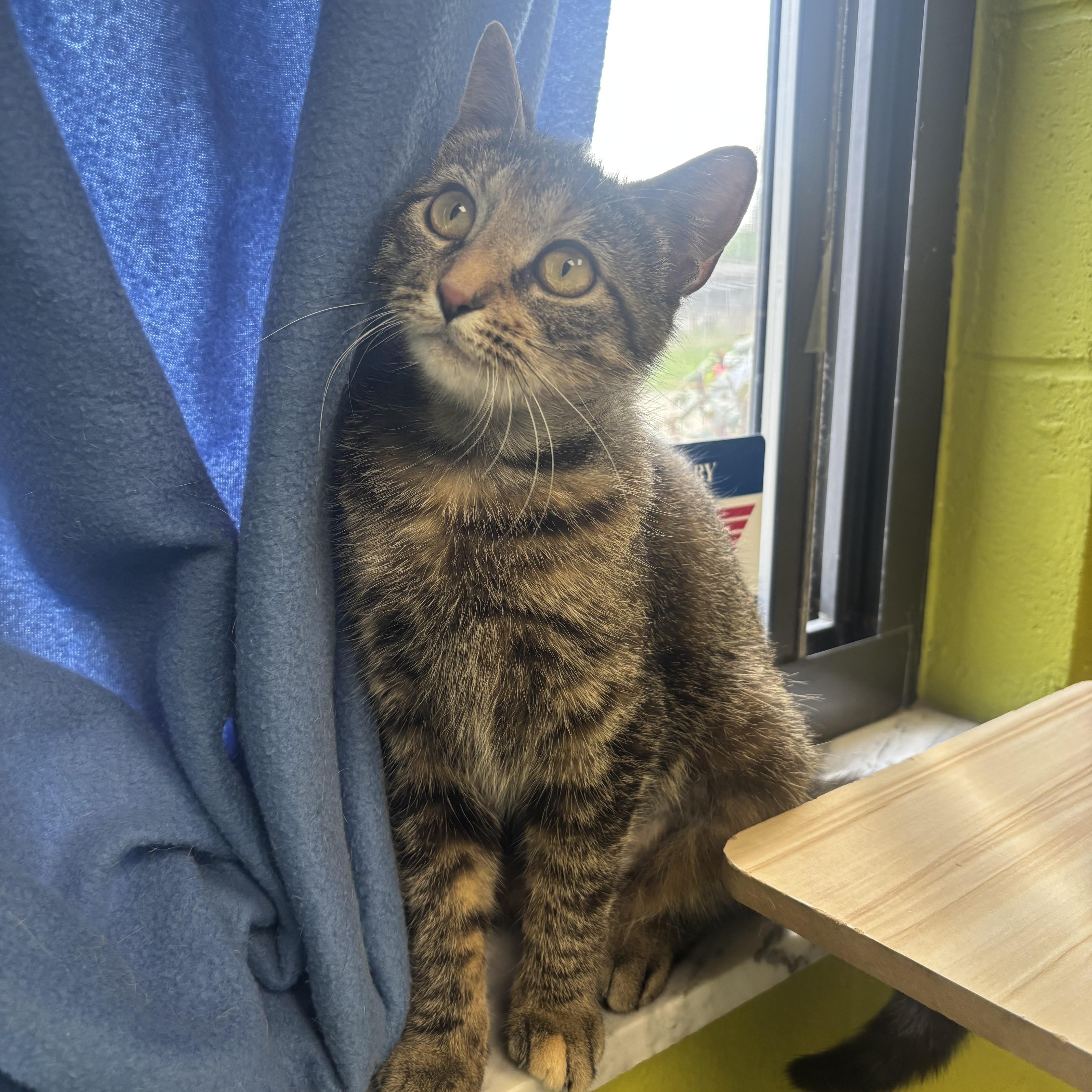 Enlarge May, a ADOPTABLE Tortoiseshell in Waynesburg, PA image 5/6