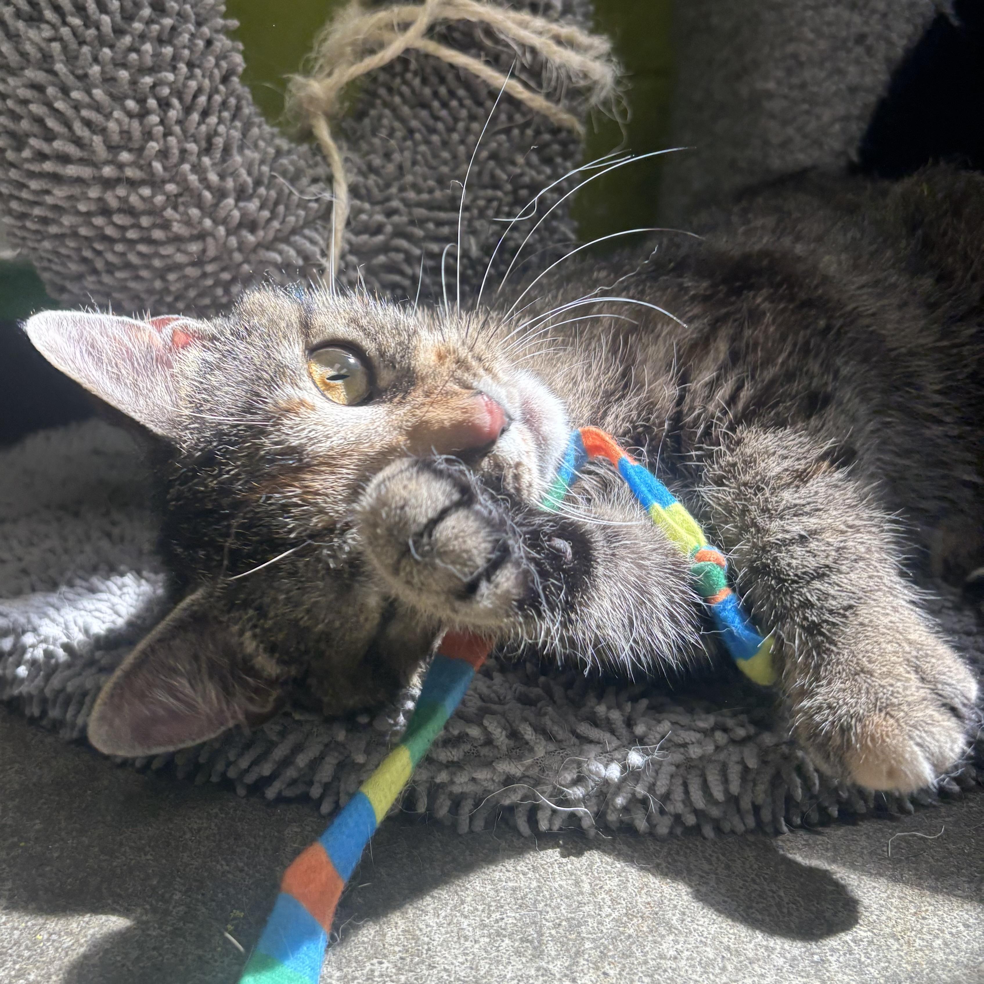Enlarge May, a ADOPTABLE Tortoiseshell in Waynesburg, PA image 4/6