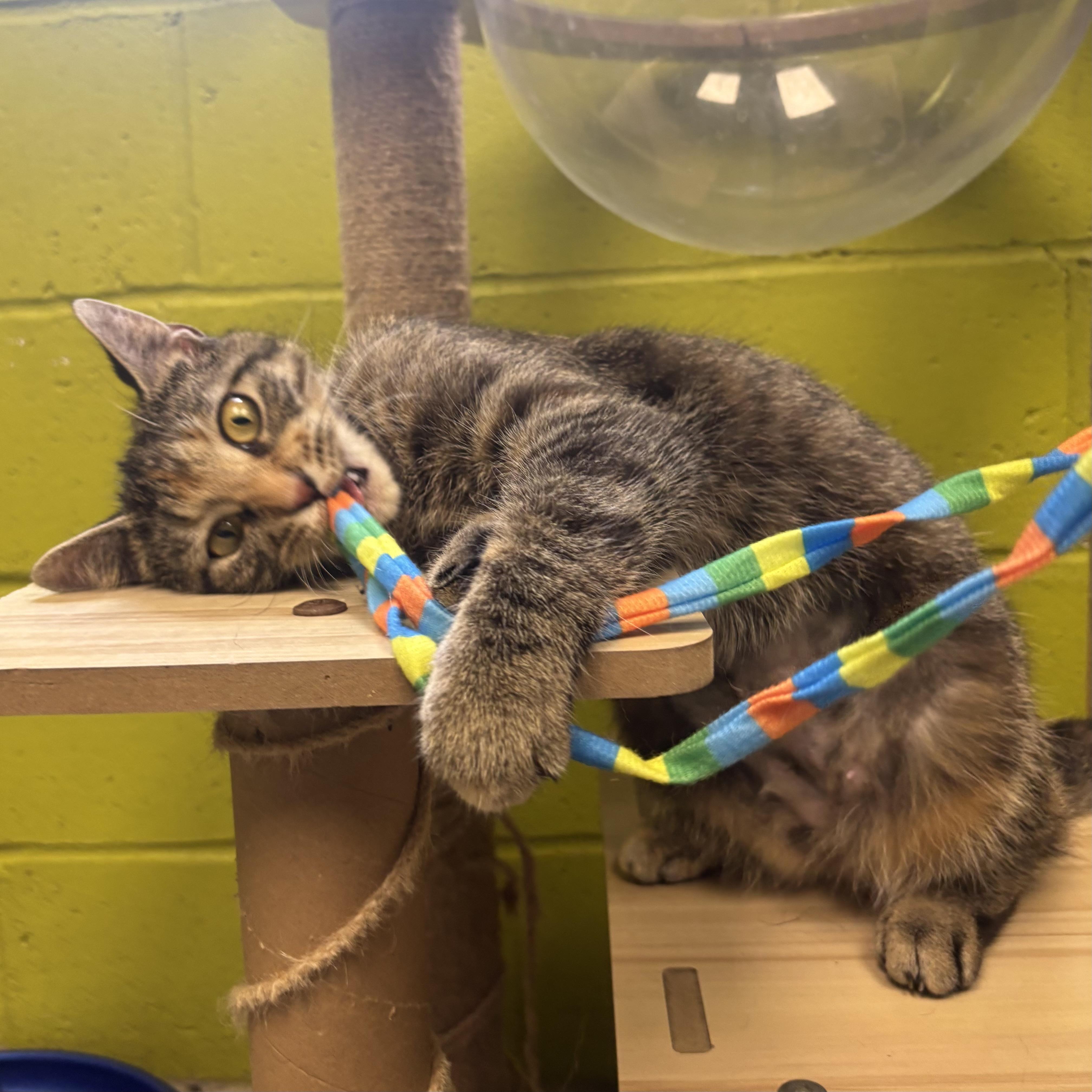 Enlarge May, a ADOPTABLE Tortoiseshell in Waynesburg, PA image 6/6