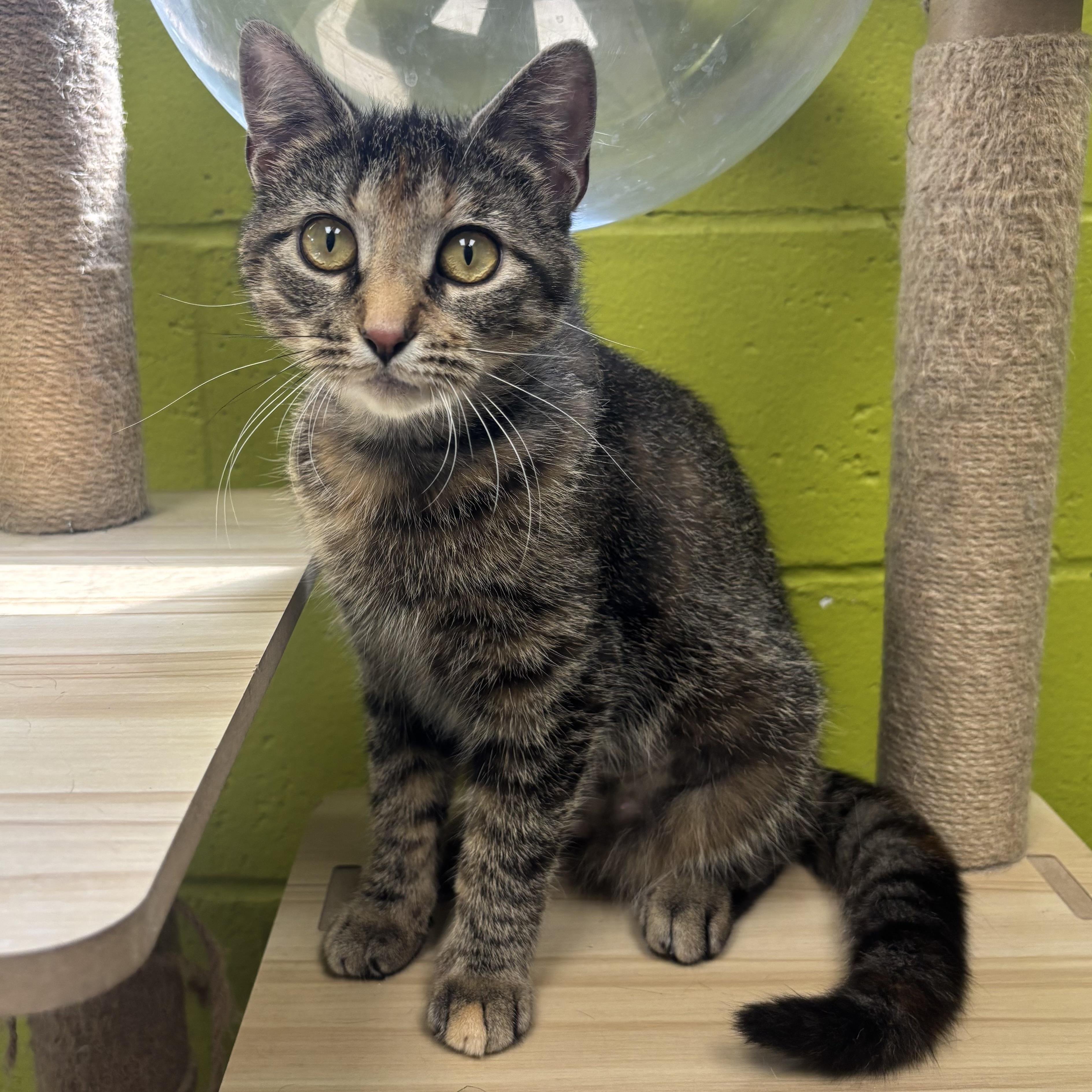 Enlarge May, a ADOPTABLE Tortoiseshell in Waynesburg, PA image 1/6