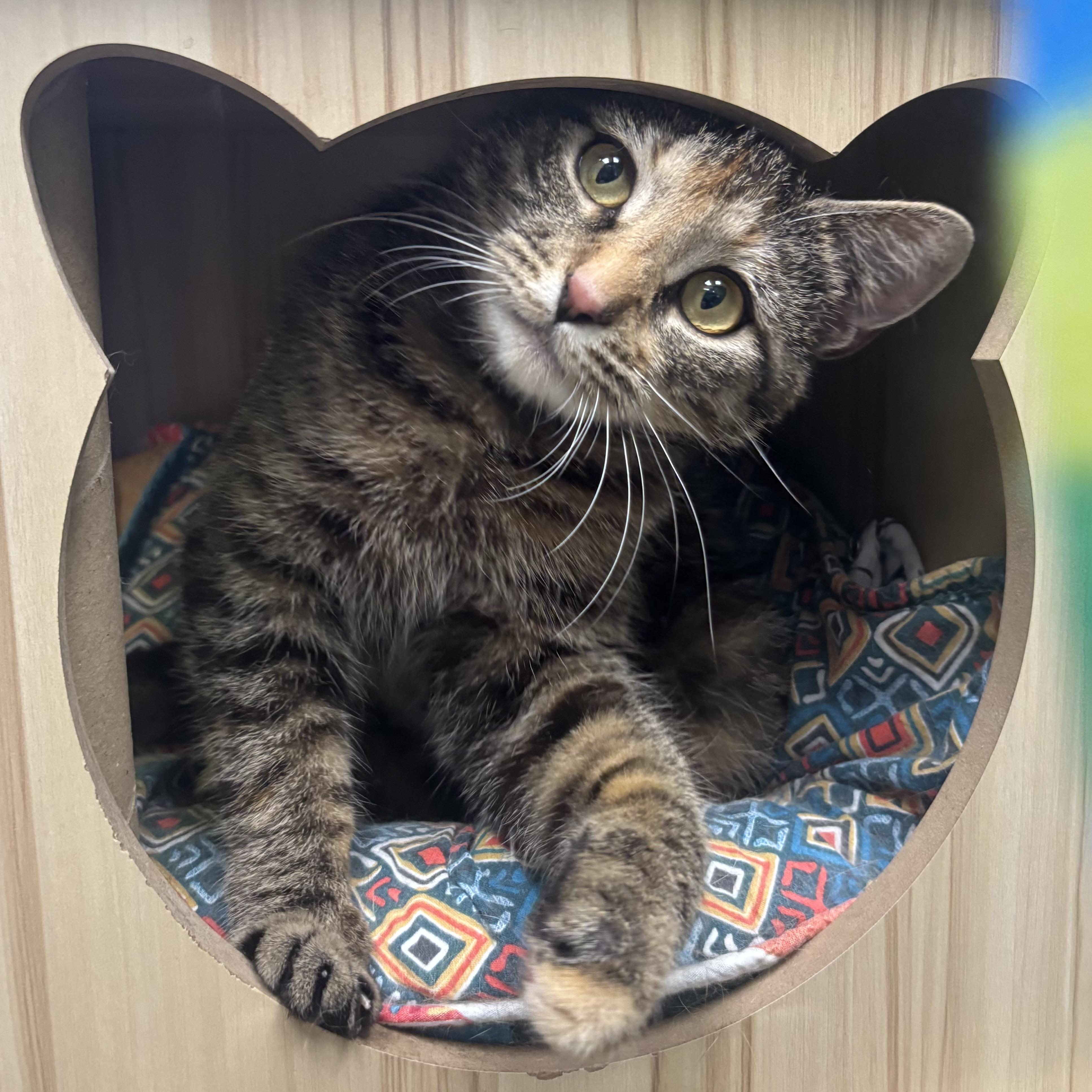 Enlarge May, a ADOPTABLE Tortoiseshell in Waynesburg, PA image 2/6