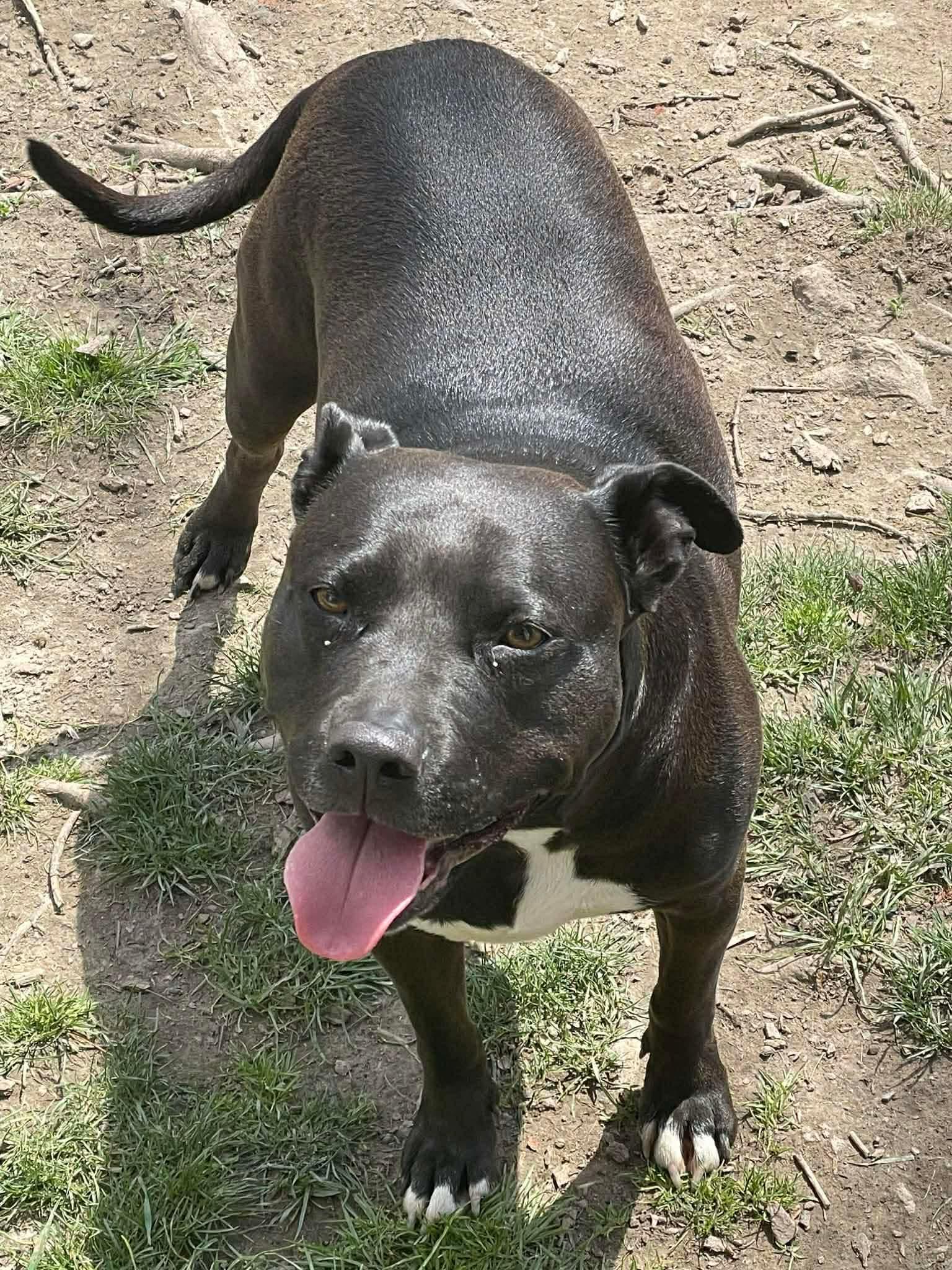 Enlarge Tootsie, a Adoptable Pit Bull Terrier in Germantown, OH image 1/3