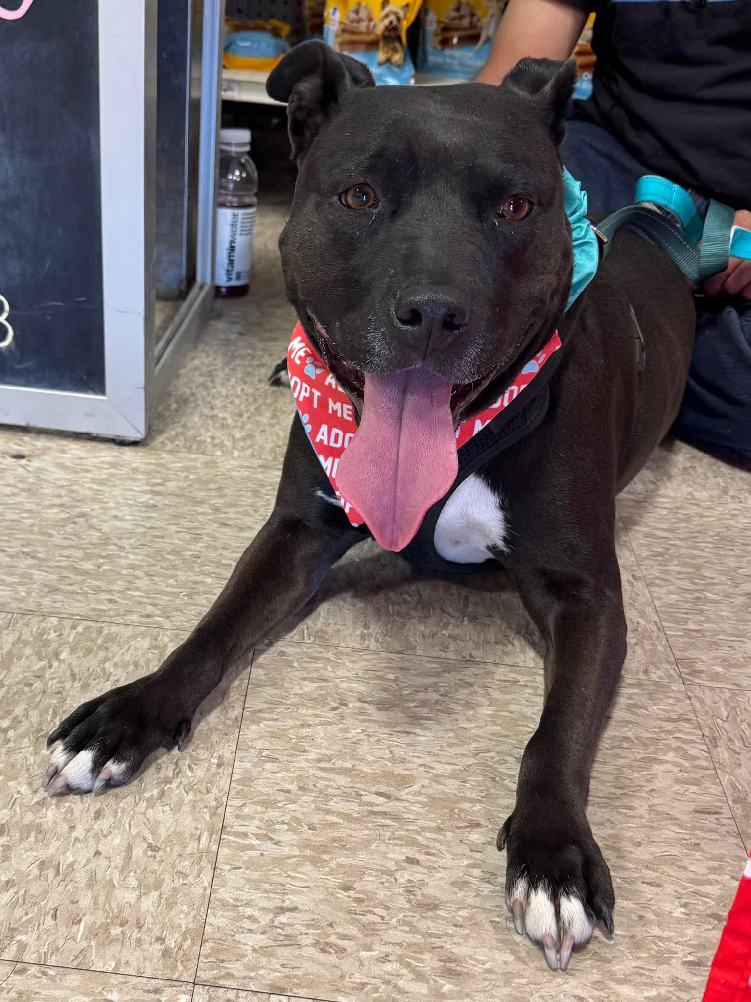 Enlarge Tootsie, a Adoptable Pit Bull Terrier in Germantown, OH image 1/3