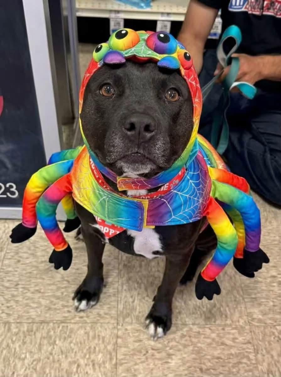 Tootsie, Adoptable, Senior Female Pit Bull Terrier.