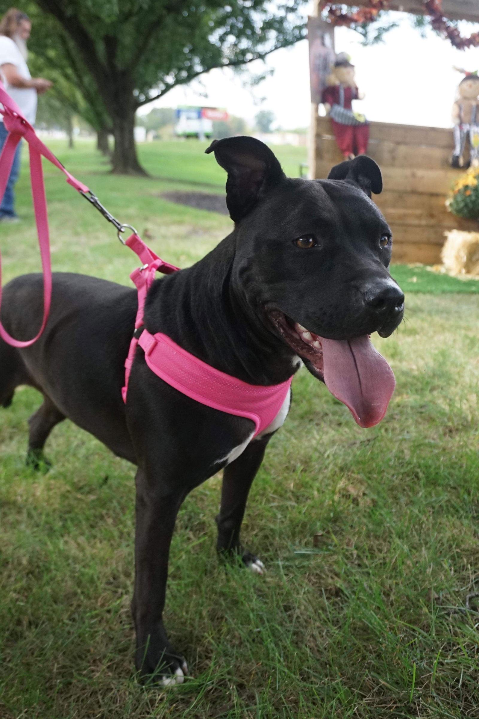 Tootsie, a Adoptable Pit Bull Terrier in Germantown, OH image 2/6