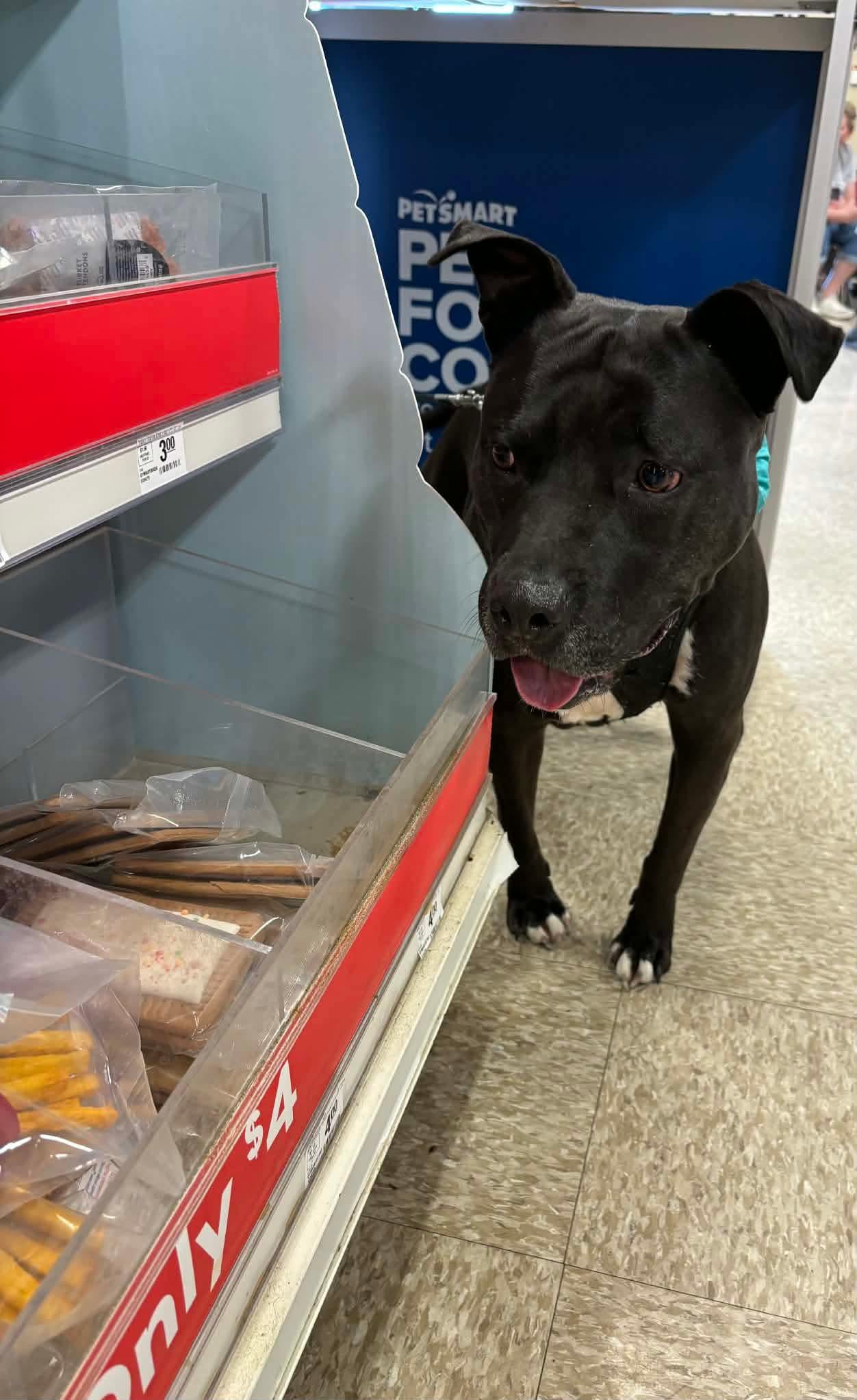 Enlarge Tootsie, a Adoptable Pit Bull Terrier in Germantown, OH image 2/3