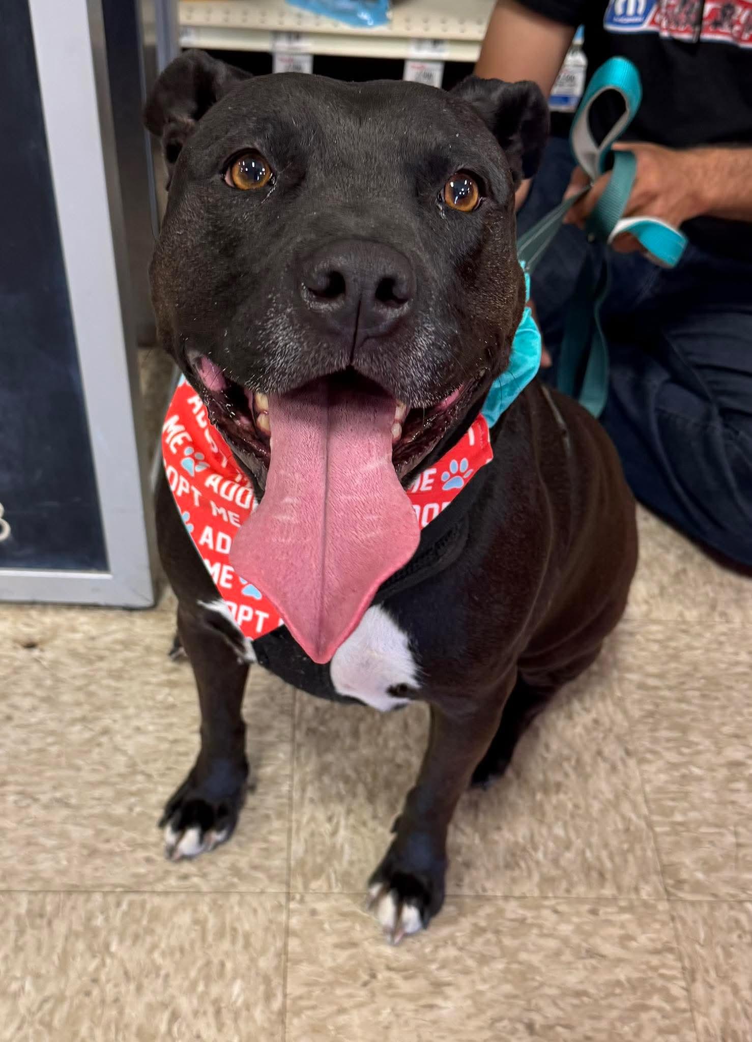 Enlarge Tootsie, a Adoptable Pit Bull Terrier in Germantown, OH image 3/3