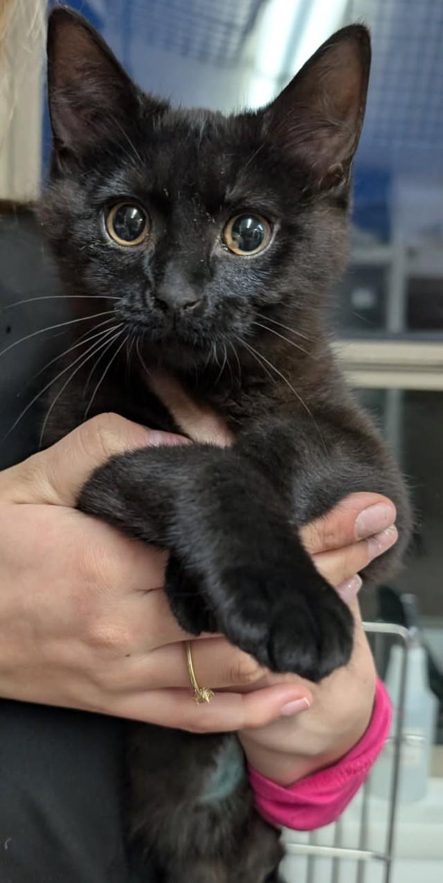 Enlarge Alberto, an adopted Domestic Short Hair in Cottonwood, MN image 1/1