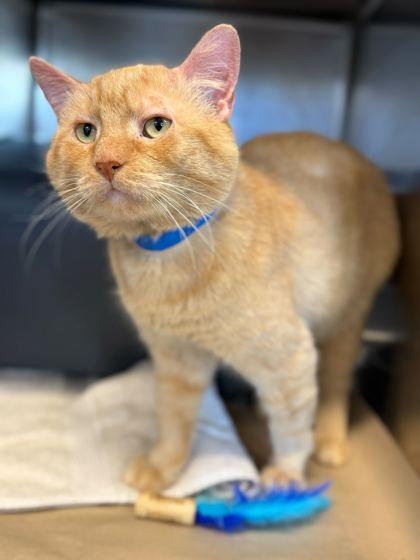 Enlarge Forest, a Adoptable Domestic Short Hair in Chicago, IL image 1/1