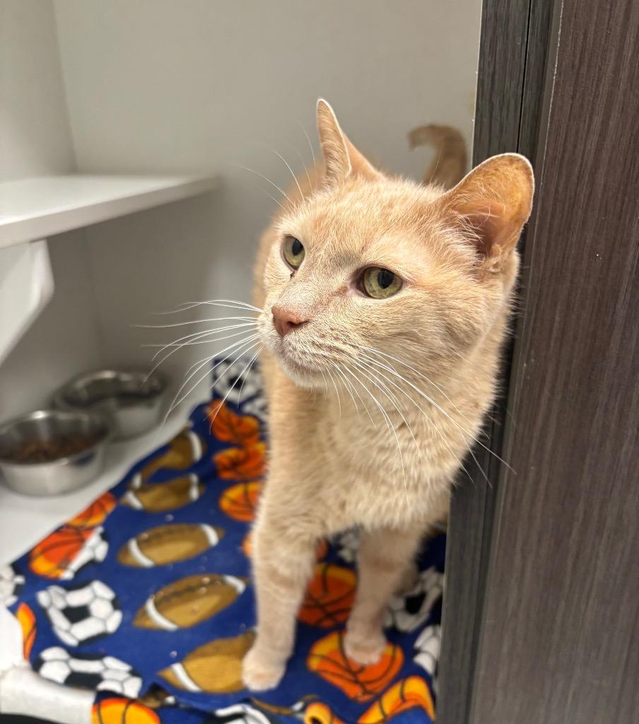 Grizzy, a Adoptable Domestic Short Hair in Frankfort, KY image 1/2