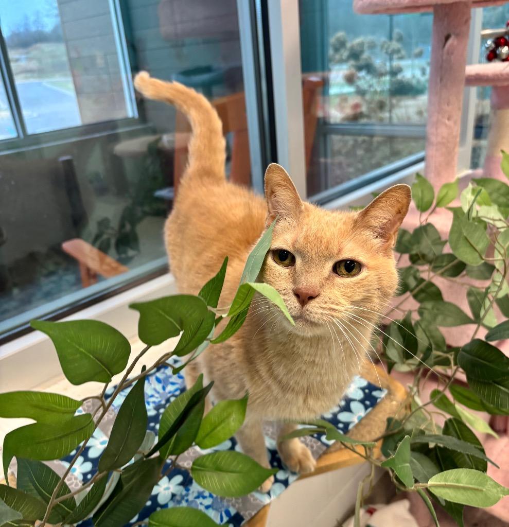 Enlarge Grizzy, a Adoptable Domestic Short Hair in Frankfort, KY image 1/3