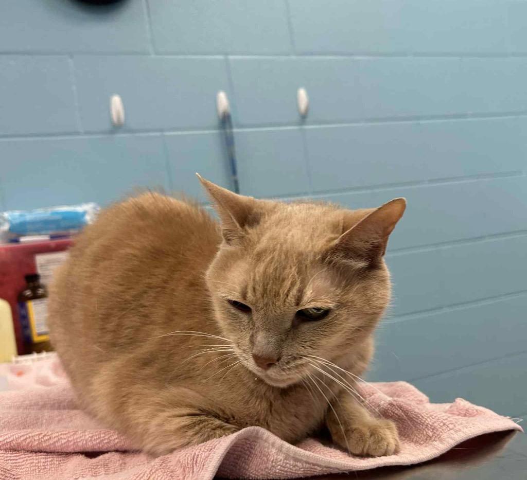 Grizzy, a Adoptable Domestic Short Hair in Frankfort, KY image 2/2