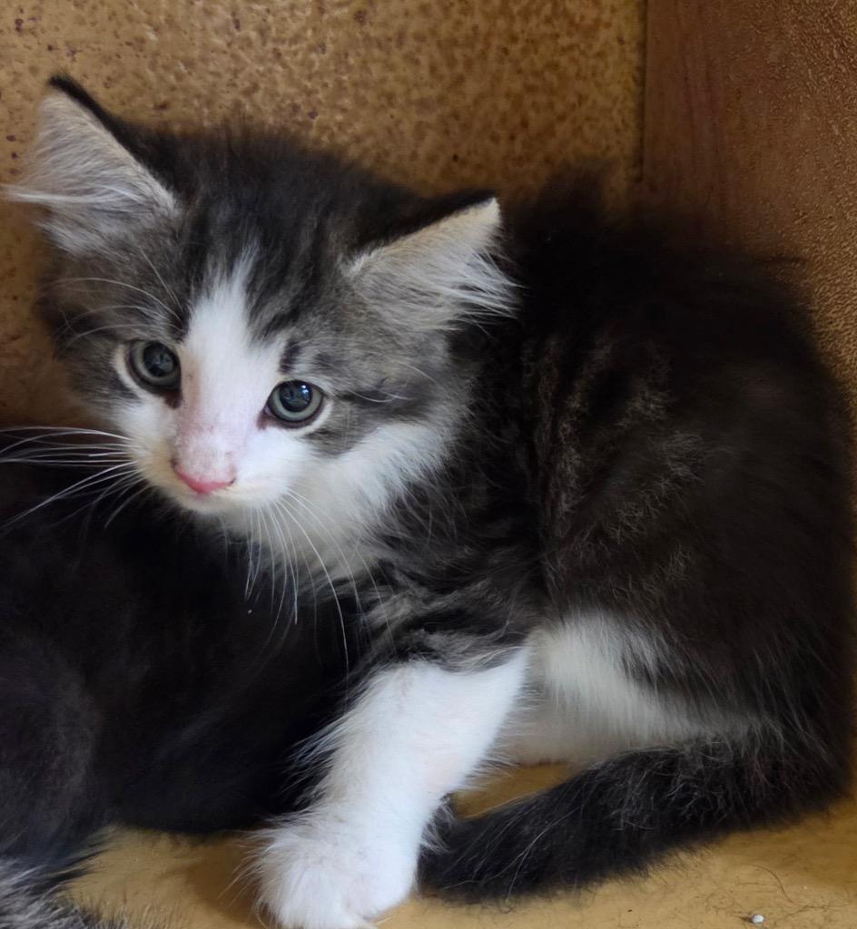 Royce, Adoptable, Kitten Male Domestic Short Hair.