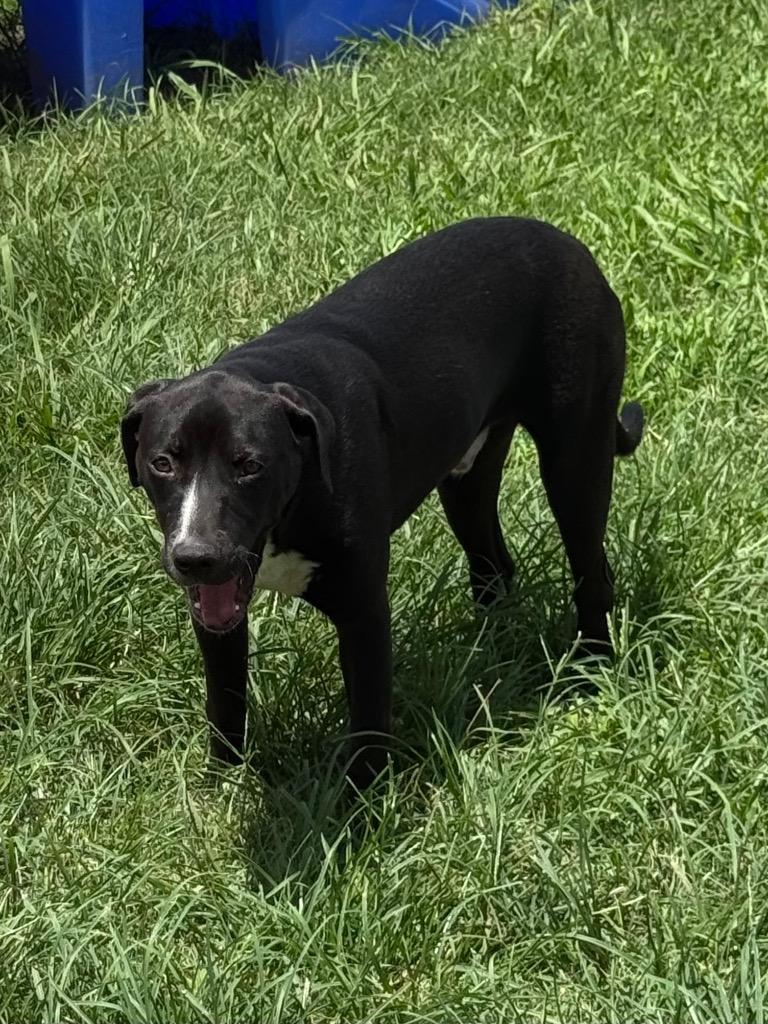 Matthew, Adoptable, Young Male Labrador Retriever & Mixed Breed.