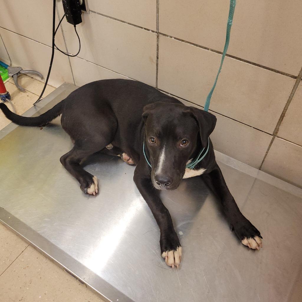 Enlarge Matthew, a Adoptable mixed breed in Bossier City, LA image 2/5