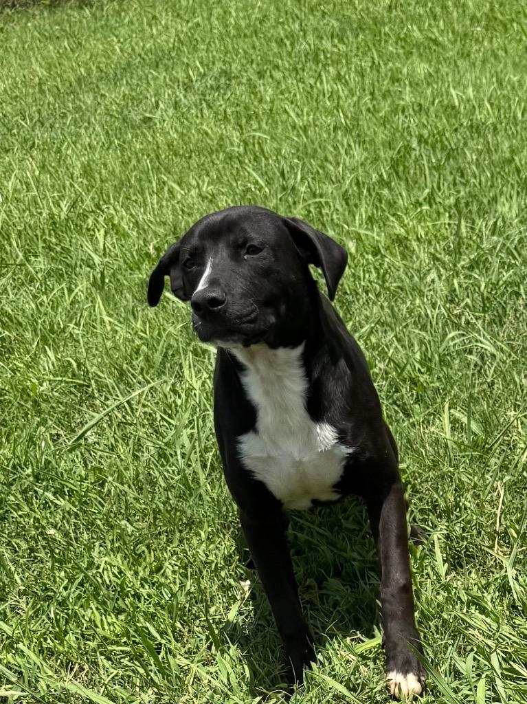 Enlarge Matthew, a Adoptable mixed breed in Bossier City, LA image 3/5