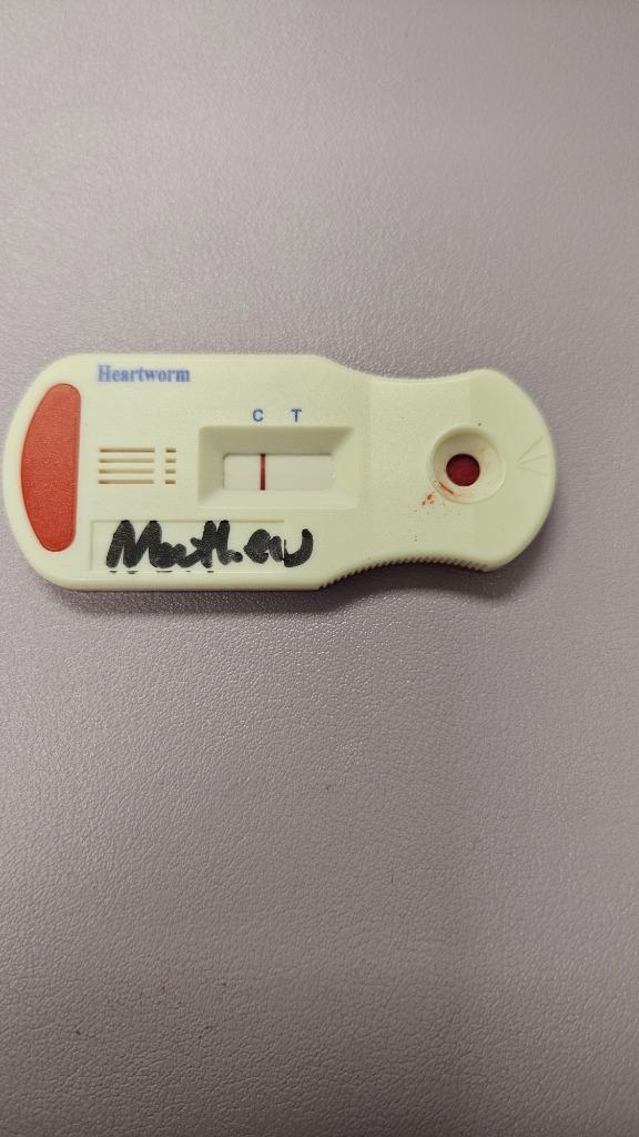 Enlarge Matthew, a Adoptable mixed breed in Bossier City, LA image 4/5