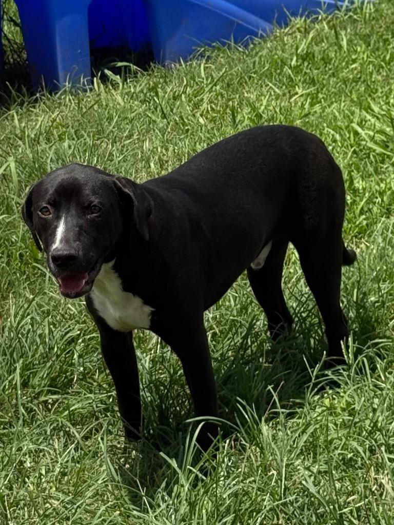 Enlarge Matthew, a Adoptable mixed breed in Bossier City, LA image 5/5