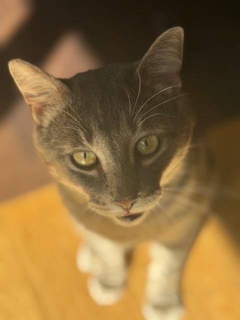 Sterling photo 1