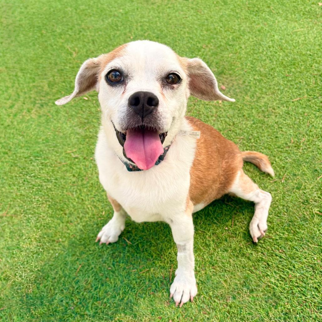 Enlarge Blossom, a Adoptable Mixed Breed in Las Cruces, NM image 5/6