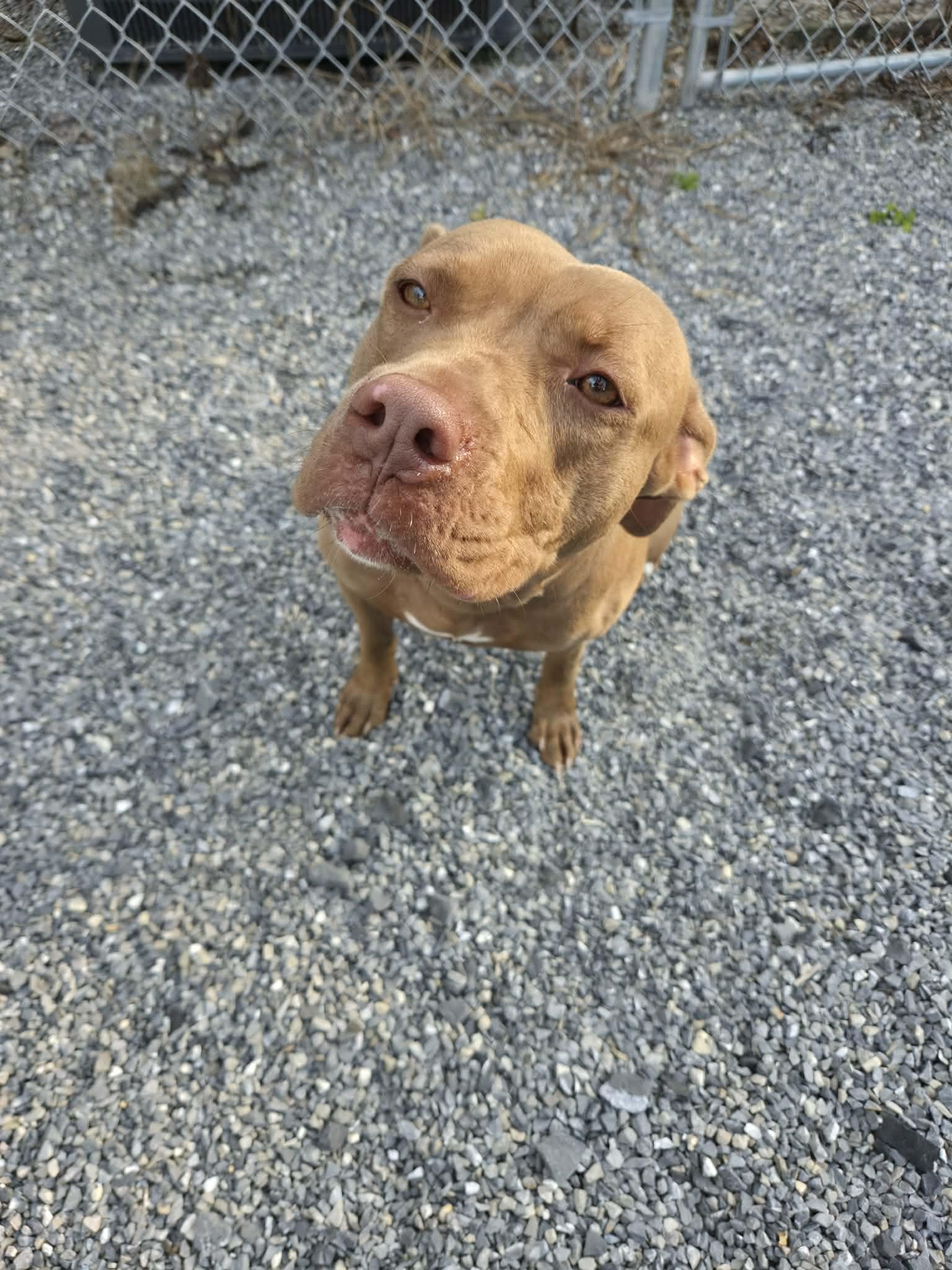 Frieda, Adoptable, Adult Female Terrier.