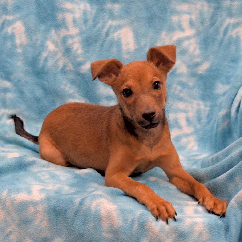Tapatio, Adoptable, Puppy Male Chihuahua.