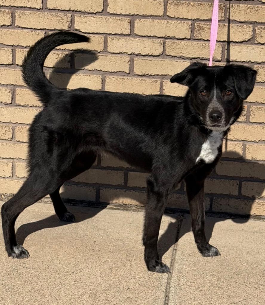 Enlarge Nebula, an adopted Mixed Breed in Columbus, NE image 1/1