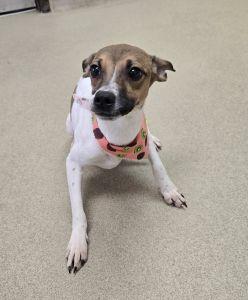 Enlarge Bambi, a ADOPTABLE mixed breed in Bucyrus, OH image 3/5
