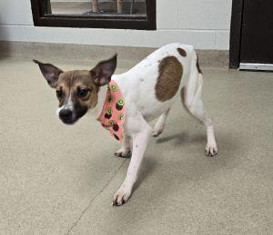Enlarge Bambi, a ADOPTABLE mixed breed in Bucyrus, OH image 4/5