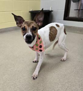 Enlarge Bambi, a ADOPTABLE mixed breed in Bucyrus, OH image 5/5